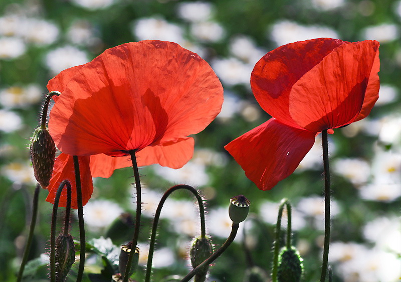 24 Tiere-Blume-Makro-D31_5274.jpg